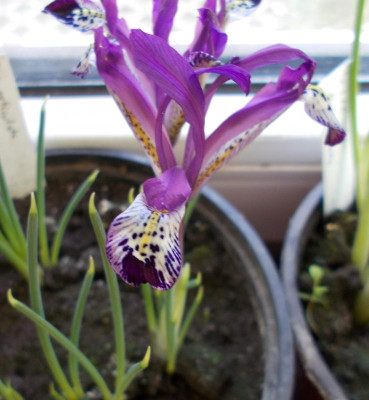 DSCN2628_Iris_reticulata_SpotOn.jpg