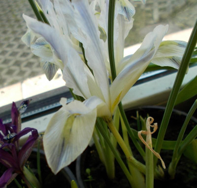 DSCN2630_Iris_reticulata_PaintedLady.jpg