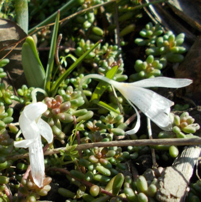 DSCN2638_Colchicum_munzurense.jpg
