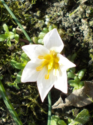 DSCN2639_Colchicum_bifolium.jpg