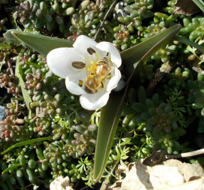 DSCN2640_Colchicum_candissimum_mit_Biene.jpg