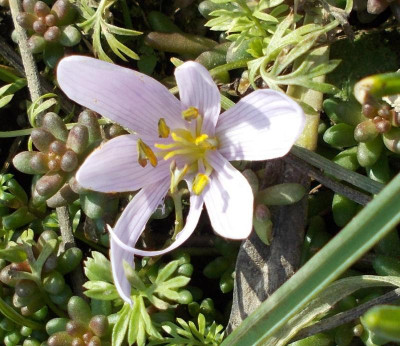 DSCN2643_Colchicum manissadjianii_ohne_Biene.jpg
