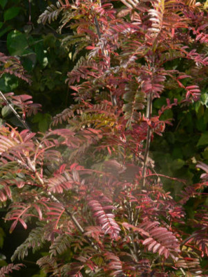 Sorbus_scalaris_2ter_November_07.jpg