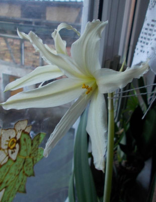 DSCN2602_Hippeastrum_evansiae.jpg