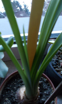 DSCN2603_Hippeastrum_evansiae.jpg
