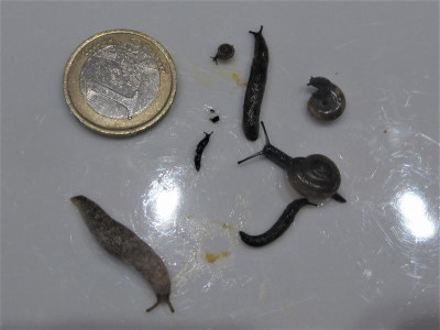 minischnecken (2).JPG