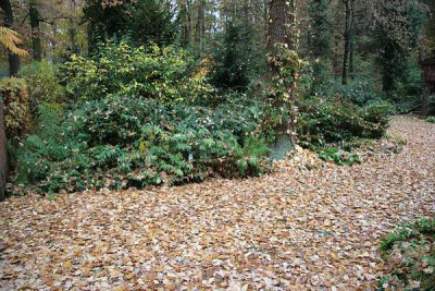 HerbstIMG_1456jpg.jpg