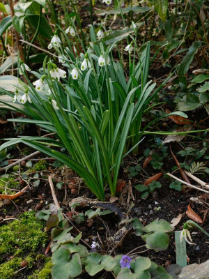 galanthus-the-wizard.jpeg