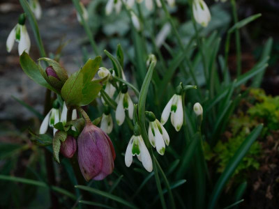 galanthus-modern-art.jpeg