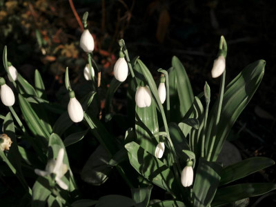 galanthus-e-a-bowles.jpeg