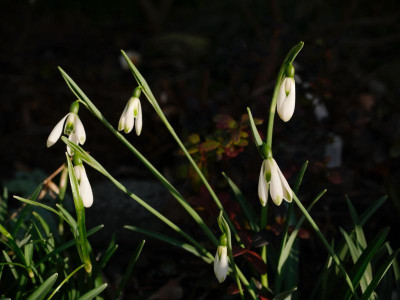 galanthus-courteen-hall.jpeg