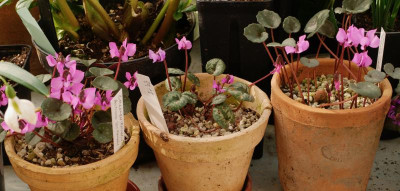 cyclamen-alpinum,_2-21.jpeg