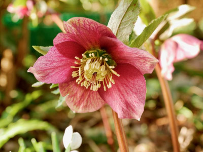 helleborus-rot-gestromt.jpeg