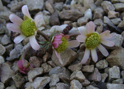 Callianthemum anemonoides21.jpg