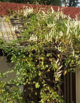 garten-pur01.JPG