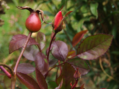 Mutabilis_Butte.jpg