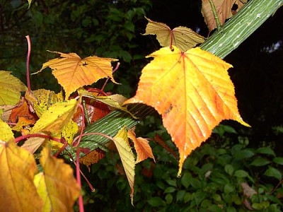 Acer_rufinerve_fars_2007.jpg