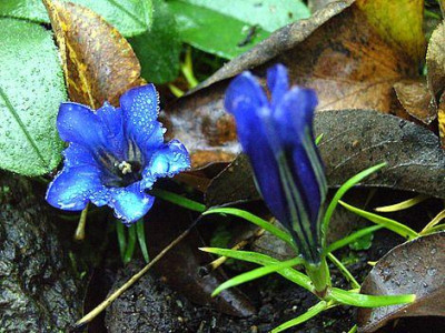 Gentiana_sinoornata_fars_2007.jpg