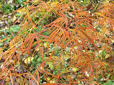 Acer_palmatum_Villa_Taranto_Herbst_2007.jpg