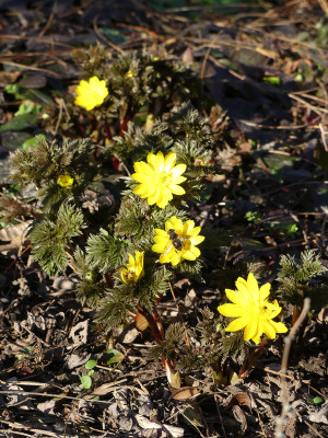 2021-03-02 Uebigau Saxdorf 13.jpg