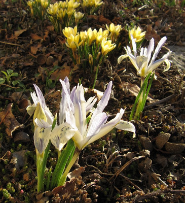 IMG_2702_Painted_Lady_2Maerz2021_.jpg