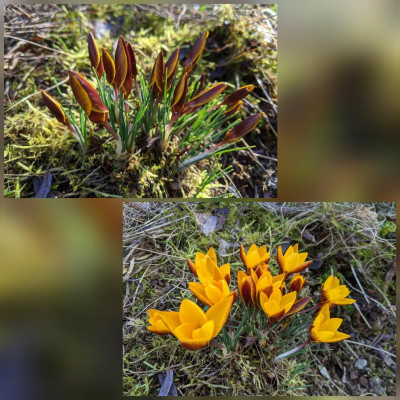 CollageMaker_20210303_084856251.jpg
