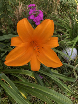 IMG_1320.jpeg