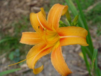DSC00003.JPG