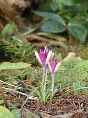 2021-03-03 Crocus tommasinianus 'JG 4'.jpg