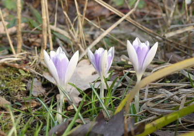 2021-03-03 Crocus tommasinianus 'Bobbo'.jpg