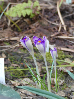 2021-03-03 Crocus.jpg