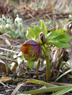 2021-03-03 Helleborus.jpg