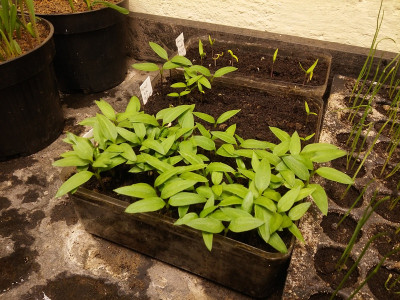 Paprika 210226.jpg