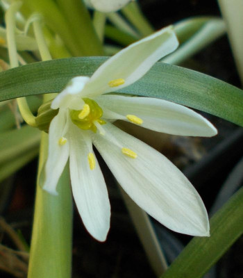 DSCN2616_Ornithogalum_lanceolatum.jpg