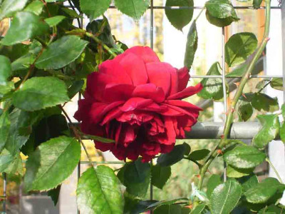 Bel_11_07_03.JPG