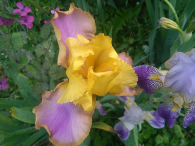 IMG_20190527_094544.jpg