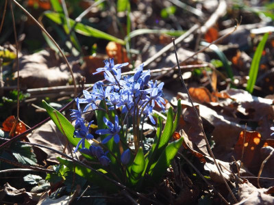 Scilla bifolia Tuff P3020072.JPG