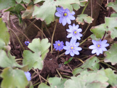 Hepatica transsilvanica PM P3040089.JPG