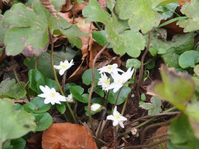 Hepatica transsilvanica RS P3040090.JPG