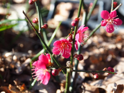 Prunus mume Beni Shi Dori b P3020079.JPG