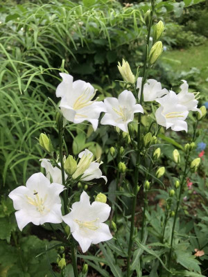 IMG_0933.jpeg