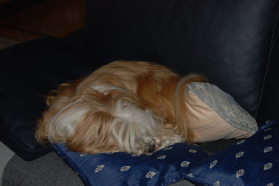 Shiva-auf-dem-Sofa.jpg