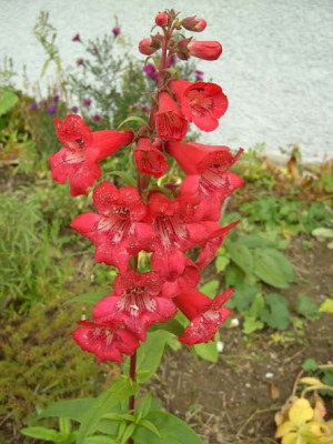 pENSTEmon_hartwegii4.jpg