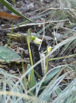 2021-03-05 Galanthus 'Midas'.jpg