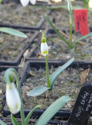 2021-03-05 Galanthus 'Midas' 2.jpg