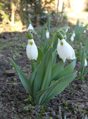 2021-03-05 Galanthus elwesii 2.jpg