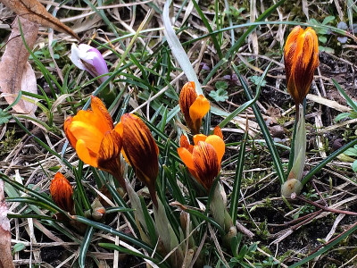 2021-03-05 Crocus.jpg