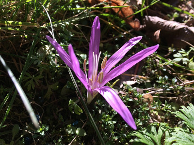 2021-03-05 Bulbocodium vernum.jpg