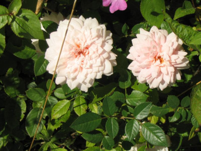 IMG_1185a.jpg_unbek._Rose.jpg