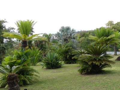 2020-09-21 Jardim Botânico P1180770.JPG